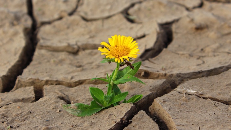 flower growing up through dry ground